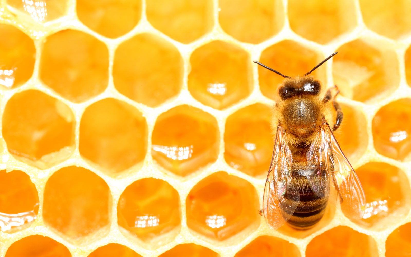 Bee on a honeycomb 